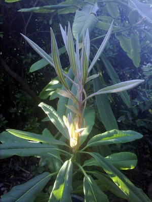 Kopie_von_07082009Rh.kwayi_01.jpg