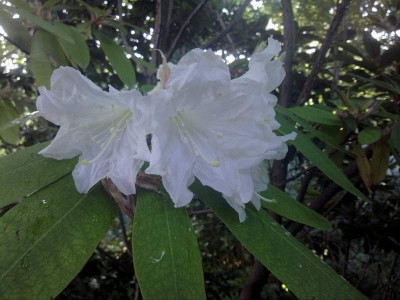 Kopie_von_07082009Rh.auriculatum_PW_50_01.jpg