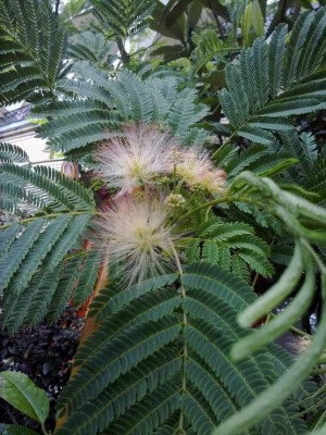 Kopie_von_29072009Albizzia_julibrissin_02.jpg