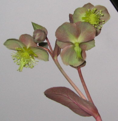 Helleborus_Blute.jpg