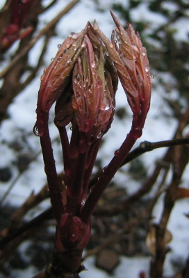 Paeonia_suffruticosa.jpg