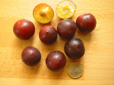 Kirschpflaumen.jpg