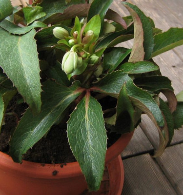 Helleborus_sternii.jpg