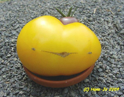 Hans-Jo_Yellow_Taxi_Zwilling.jpg