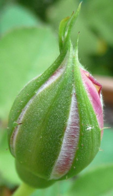 Heimkehrer_08_09_02.JPG