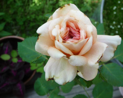 Reve_apricot_08_09_03.JPG