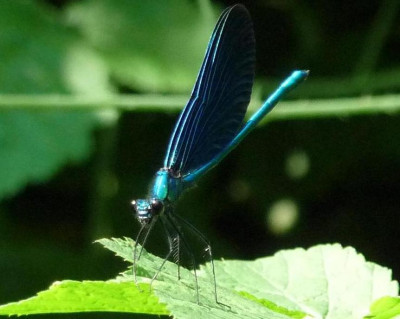 libelleblau.JPG