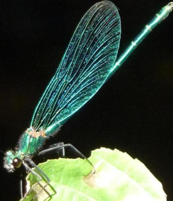 libelle_gruen.JPG