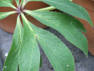 Rimg0067.jpg