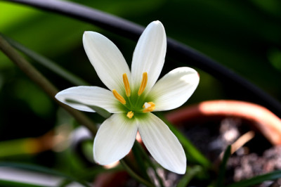 Zephyranthescandita0789.jpg