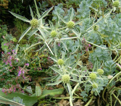 distel-unbekannt-070809.jpg