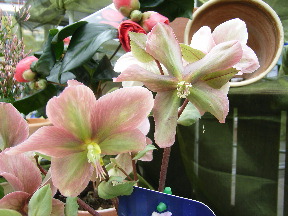 Rimg0070.jpg