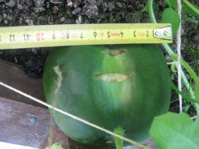 melone_kaputt2.jpg