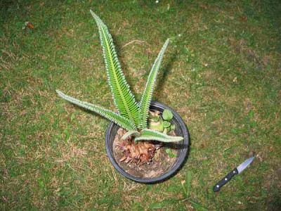 cycas2.jpg