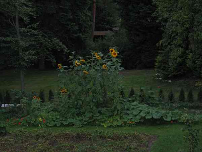 helianthus-axel.jpg