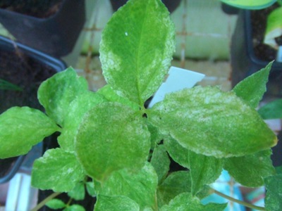 A.Tortuosum.jpg