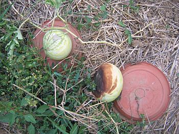 melonendesaster-350x263.jpg