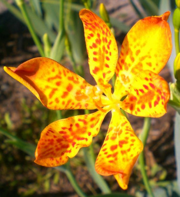 Leopardenblume.JPG