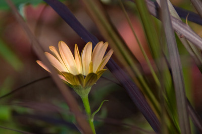 macranthas-Garten-090721-03.jpg