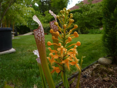 P.ciliaris_09.jpg