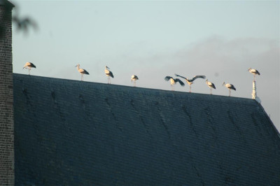 B0196_Large.JPG