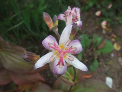 Tricyrtis_Trojan.jpg