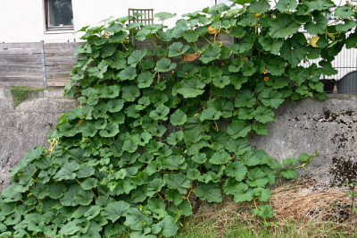 Kuerbis0409.jpg