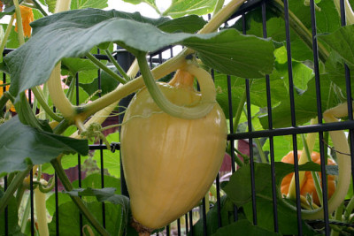 Kuerbis0109.jpg