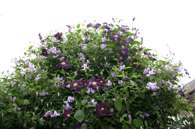 Cl.vit.Betty_Corning_u.Etoille_Violett0109.jpg