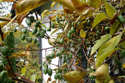 Weiki0307.jpg