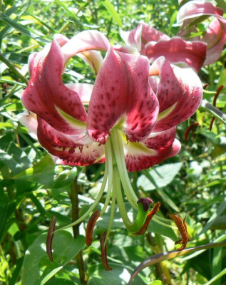 Black_Beauty_090807.jpg