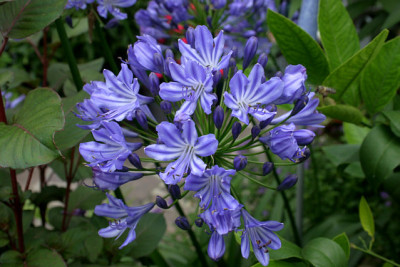 Agapanthus2209.jpg