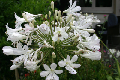 Agapanthus2309.jpg