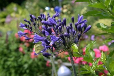 Agapanthus1209.jpg