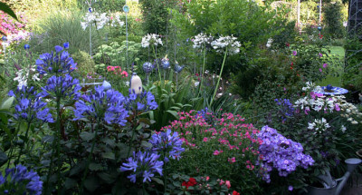 Agapanthus2009.jpg