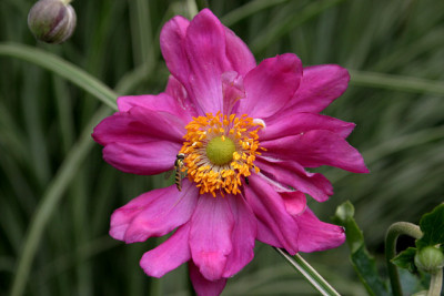Herbstanemone1009.jpg