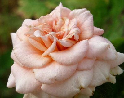 Reve_apricot_08_09_05.JPG