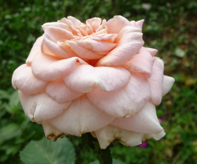 Reve_apricot_08_09_04.JPG