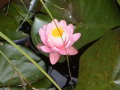 seerose0987.jpg