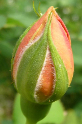 Heimkehrer_08_09_05.JPG