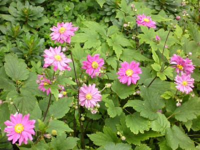 Anemone_Bressingham_Glow_600x600_80KB.jpg