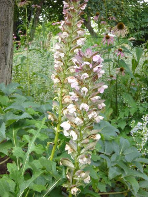 Acanthus_600x600_80KB.jpg
