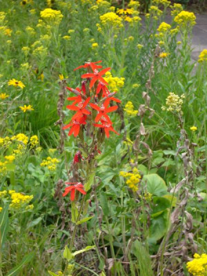 Silene_regia_600x600_80KB.jpg