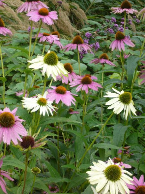 Echinacea_600x600_80KB.jpg