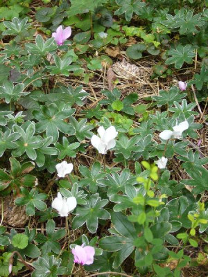 Cyclamen_3_600x600_80KB.jpg