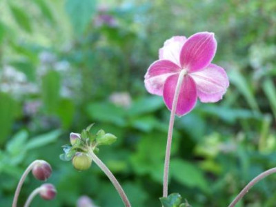 AnePraecox01.jpg
