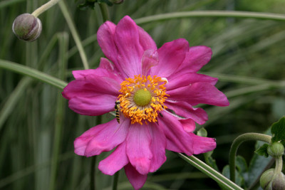 Herbstanemone0909.jpg