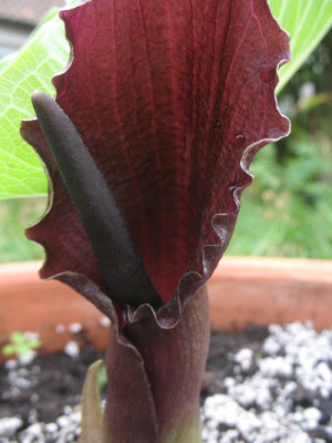 IMG_7911Typhonium_giganteum.jpg
