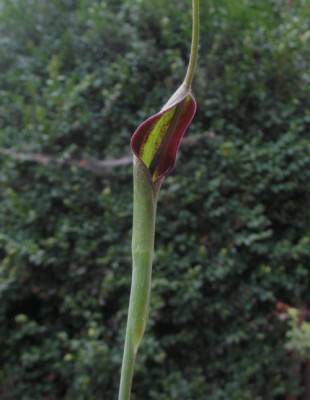 IMG_7912_Pinellia_ternata_Blutenstand.jpg