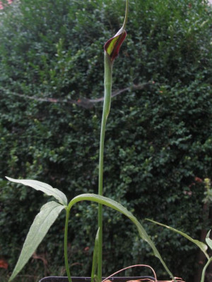 IMG_7916_Pinellia_ternata_ganz.jpg